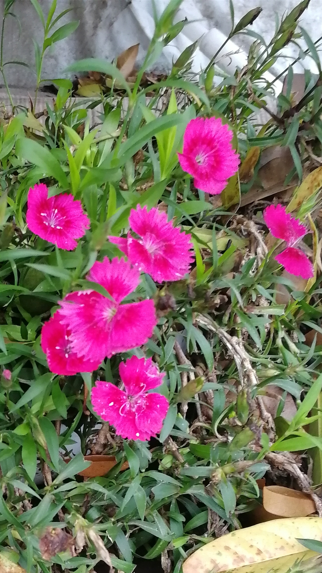 Screenshot_20210518_070504_com.android.gallery3d.jpg